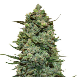 Семена сорта Cookies Kush (Barney's Farm)