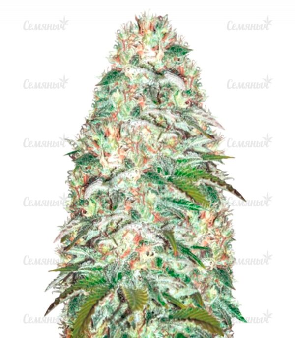 Семена сорта Peyote Critical (Barney's Farm)