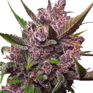 Auto Blackberry Kush autofem (Dutch Passion) семена конопли