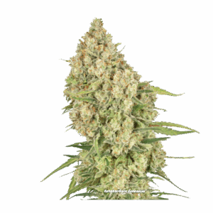 Amsterdam Amnesia fem