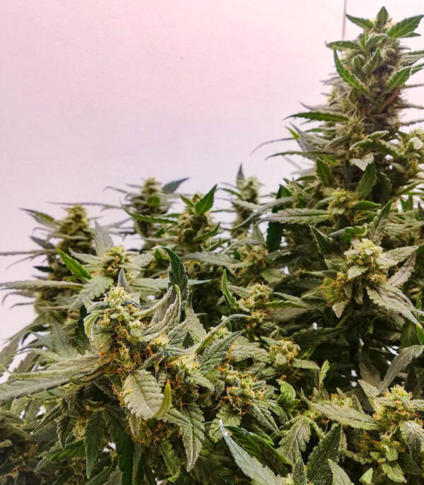 Семена сорта Alpha 21 fem (AlphaFem Seeds) — изображение 5