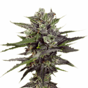 Auto Blueberry autofem (Dutch Passion) семена конопли
