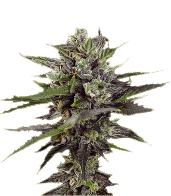 Auto Blueberry autofem (Dutch Passion) семена конопли