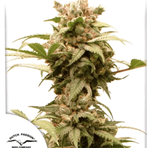 Auto CBG-Force autofem (Dutch Passion) семена конопли