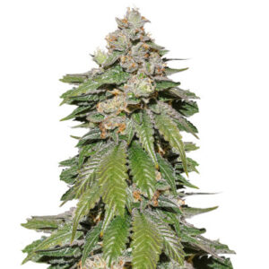 Auto Mokum’s Tulip autofem (Dutch Passion) семена конопли