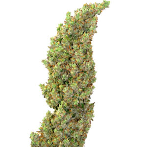Auto Daiquiri Lime autofem (Dutch Passion) семена конопли