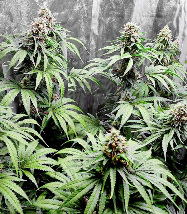 Bruce Banner #3 fem (Blimburn Seeds) семена конопли — изображение 3