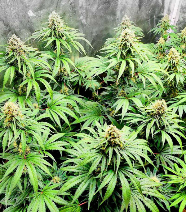Bruce Banner #3 fem (Blimburn Seeds) семена конопли — изображение 4