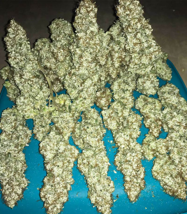 Семена сорта Blueberry OG fem (AlphaFem Seeds) — изображение 3