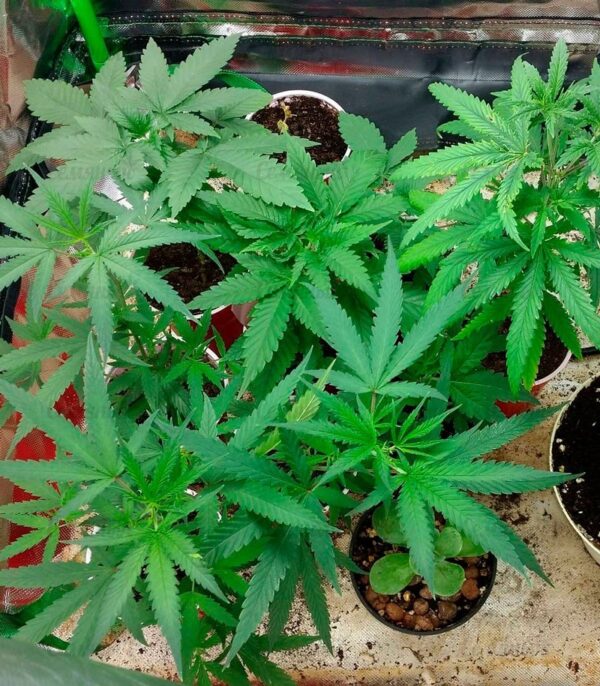 Семена сорта Bud Bud Bling Tingz fem (Dr. Krippling Seeds) — изображение 2