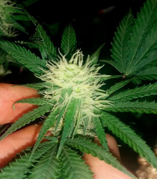 Семена сорта Bud Bud Bling Tingz fem (Dr. Krippling Seeds) — изображение 3
