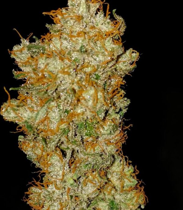 Семена сорта Bud Bud Bling Tingz fem (Dr. Krippling Seeds) — изображение 4