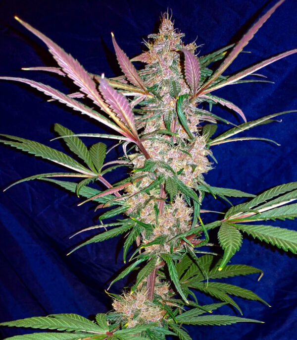 C4 auto (FastBuds) семена конопли — изображение 3