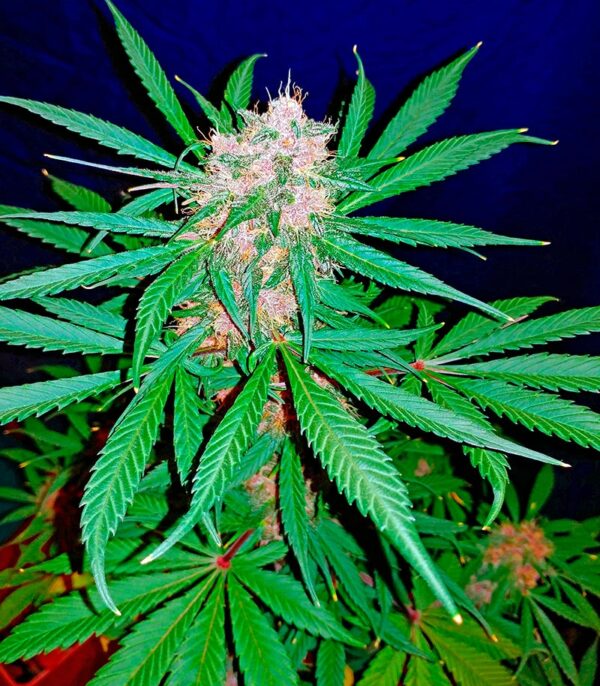 C4 auto (FastBuds) семена конопли — изображение 4