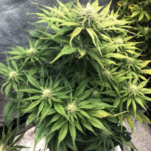 Cream Cookies Auto fem (FastBuds)
