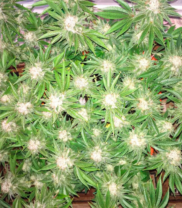 Семена сорта DO-SI-DOS fem (Cali Buds Seeds) — изображение 3