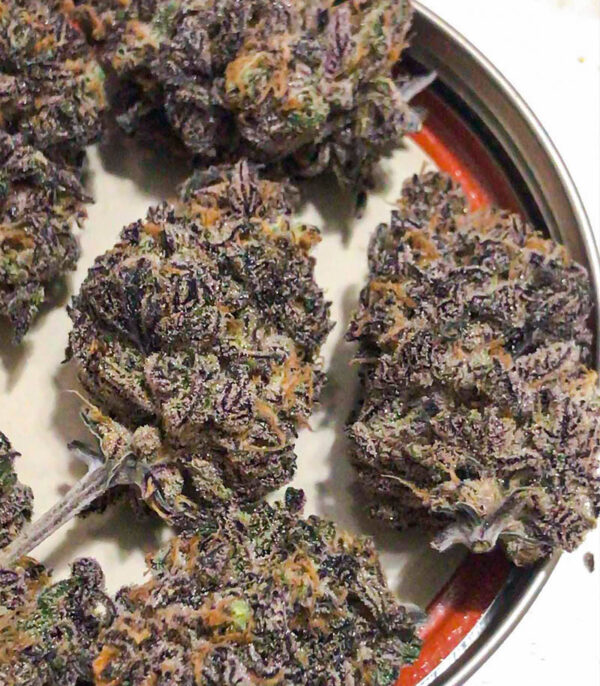 Семена сорта Dozy Breath fem (AlphaFem Seeds) — изображение 4