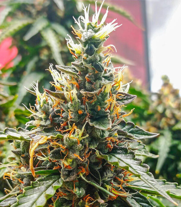 Dozy Doz fem (AlphaFem Seeds) семена конопли — изображение 4