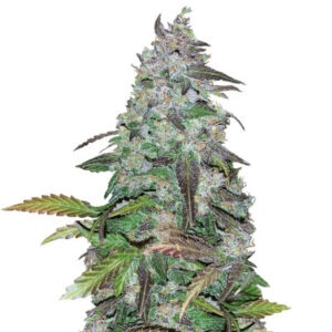 Fastberry Auto fem (FastBuds) семена конопли