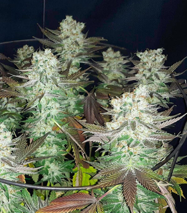 Gelato fem (Blimburn Seeds) семена конопли — изображение 5
