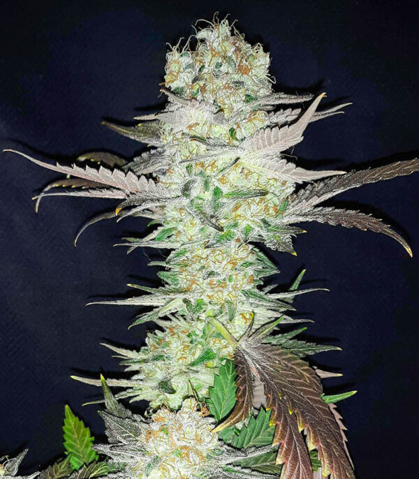 Gelato fem (Blimburn Seeds) семена конопли — изображение 4