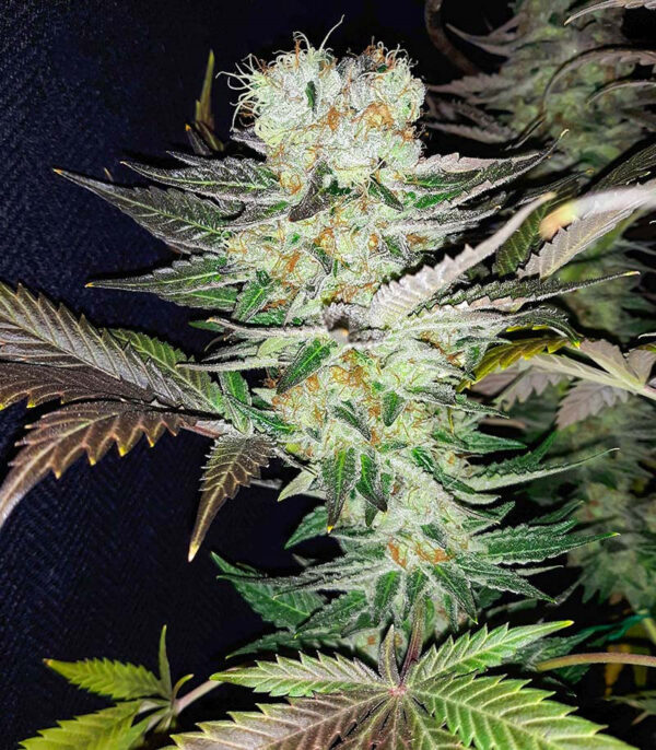 Gelato fem (Blimburn Seeds) семена конопли — изображение 3