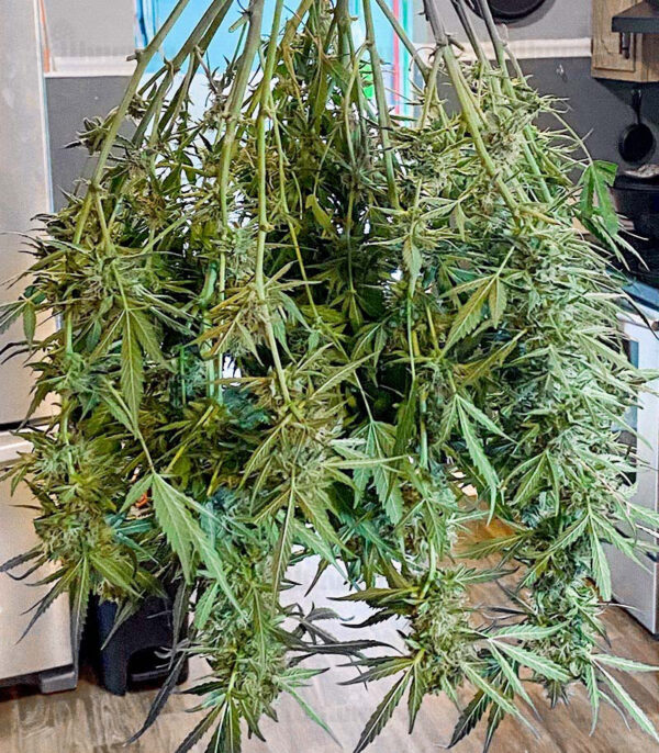 Gorilla Glue #4 fem (Blimburn Seeds) семена конопли — изображение 2