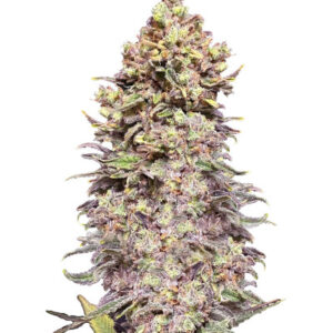 Gran Purple Banner Auto fem (Cali Buds Seeds) семена конопли