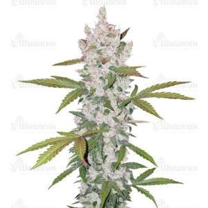 Gelato Auto (FastBuds) семена конопли