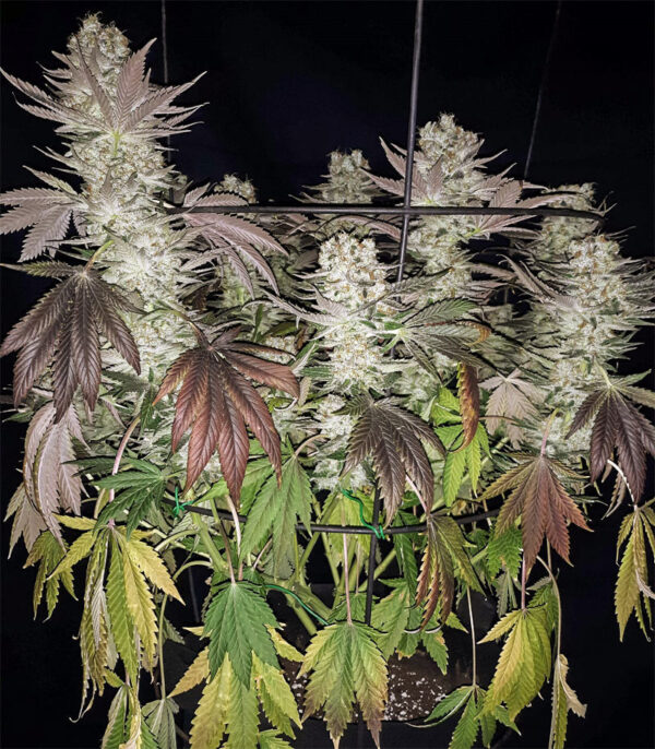 Gelato fem (Blimburn Seeds) семена конопли — изображение 2