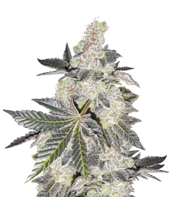 Girl Scout Cookies fem (Blimburn Seeds) семена конопли