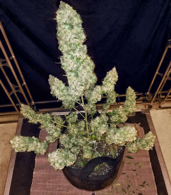Семена сорта Gorilla Glue #4 fem (Cali Buds Seeds) — изображение 2