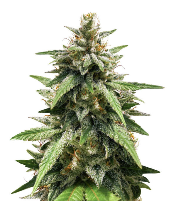 Gorilla Glue #4 fem (Blimburn Seeds) семена конопли