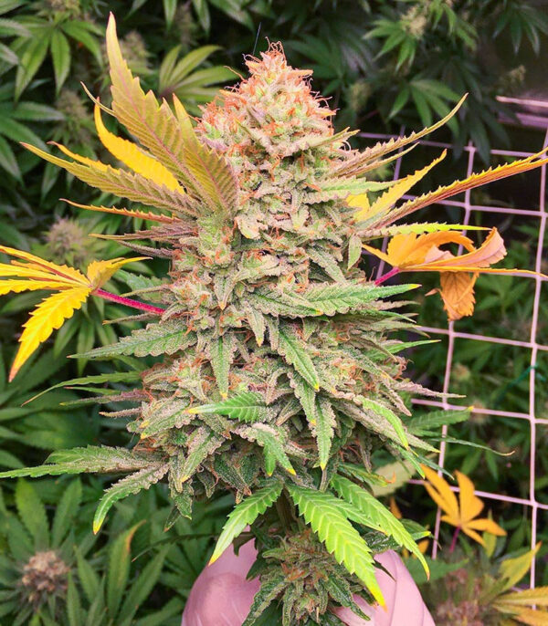 Grandaddy Banner fem (AlphaFem Seeds) — изображение 3