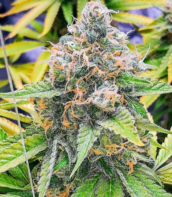 Семена сорта Mandarin Thuggee fem (AlphaFem Seeds) — изображение 3