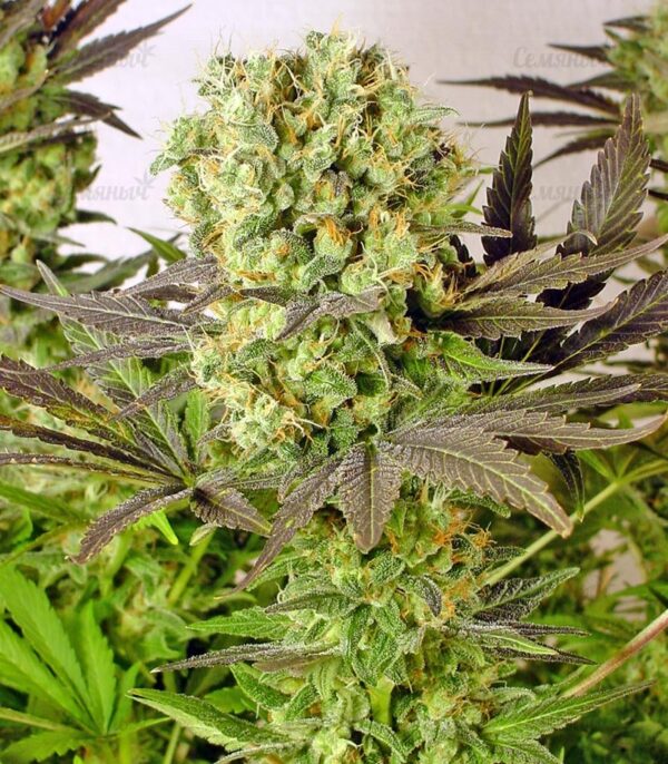 Семена сорта Blue Dream'matic auto (FastBuds) — изображение 5