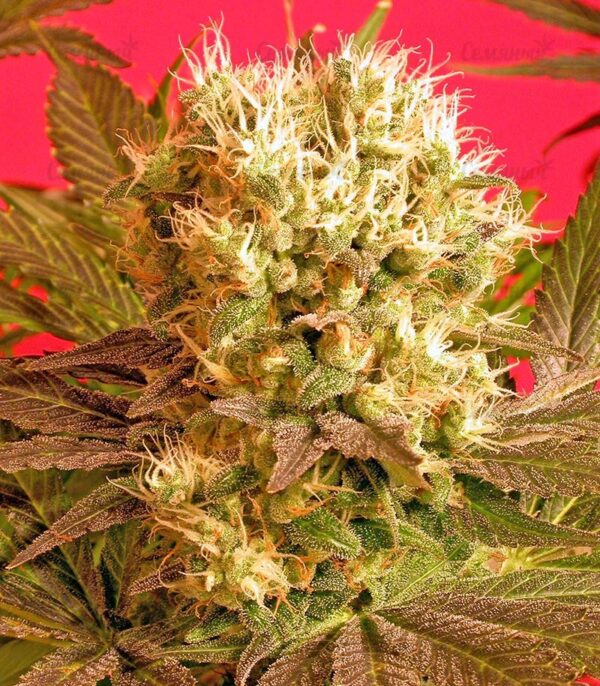 Семена сорта Blue Dream'matic auto (FastBuds) — изображение 8