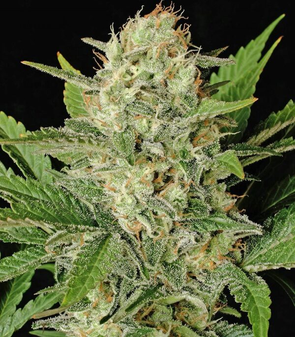 Семена сорта Blue Dream'matic auto (FastBuds) — изображение 10