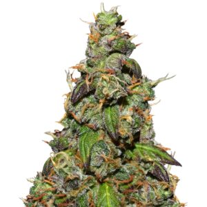 Six Shooter auto fem (FastBuds) семена конопли