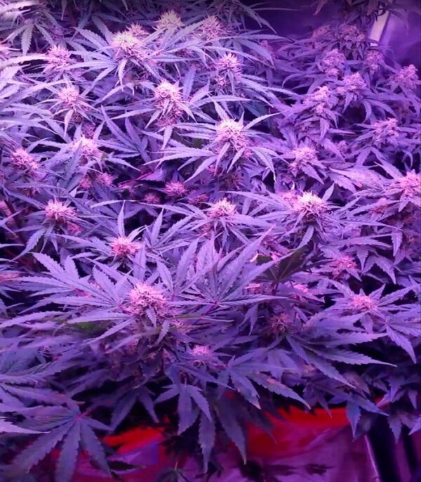 Семена сорта Spinning Buzz Kick auto fem (Dr. Krippling Seeds) — изображение 2