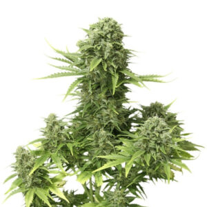 StarRyder auto fem (Dutch Passion) семена конопли