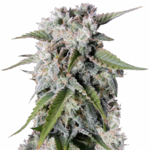 Tangie Auto (Tangie'matic auto) fem (FastBuds) семена конопли