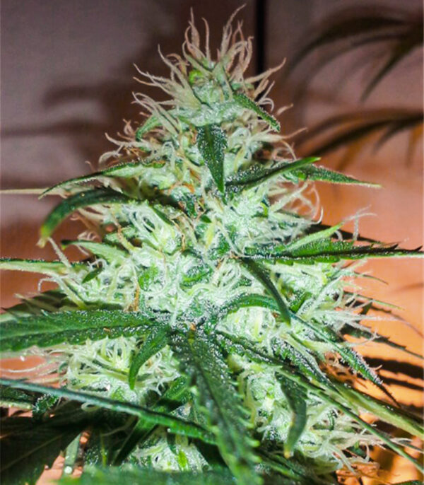 Семена сорта WiFi Kush fem (AlphaFem Seeds) — изображение 5