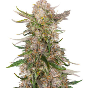 Apple Strudel Auto fem (FastBuds) семена конопли