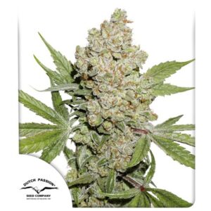 Auto Lemon Kix autofem (Dutch Passion) семена конопли