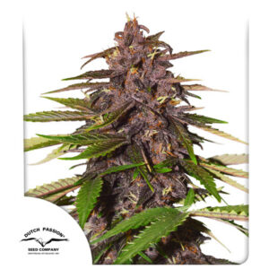 Auto Forbidden Cherry autofem  (Dutch Passion) семена конопли