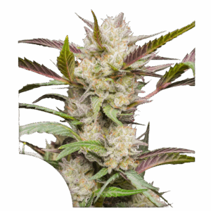 Auto Mimosa Punch autofem