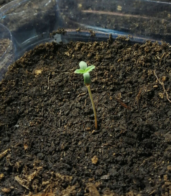 Семена сорта Bruce Banner Auto fem (Cali Buds Seeds) — изображение 2