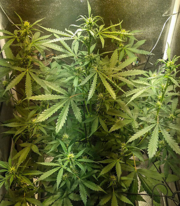 Семена сорта Bruce Banner Auto fem (Cali Buds Seeds) — изображение 3