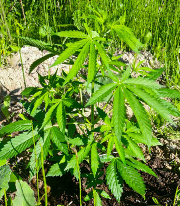 Семена сорта Bruce Banner Auto fem (Cali Buds Seeds) — изображение 4